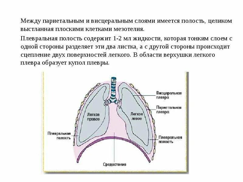 Органы плевральной полости. Плевральная полость строение и функции. Строение плевры и плевральной полости. Париетальная плевра грудной клетки. Париетальная плевра гистология.