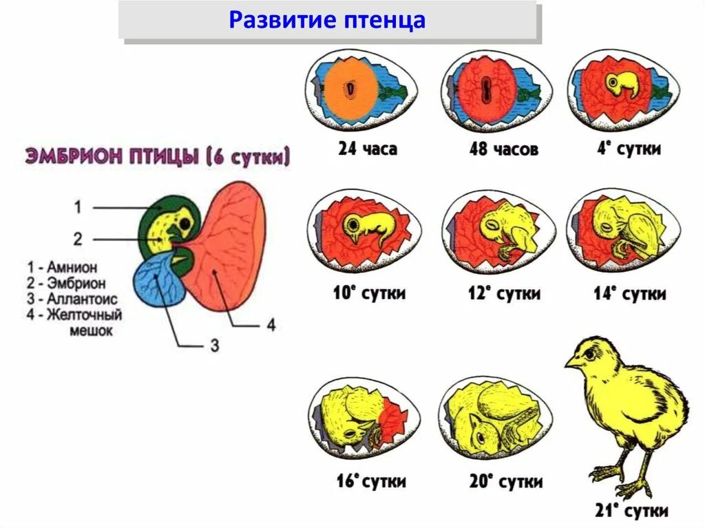 Размножение птиц 7 класс биология. Развитие зародыша птицы схема. Схема развития цыпленка в яйце. Размножение и развитие птиц строение яйца. Строение яйца и развитие зародыша птицы.