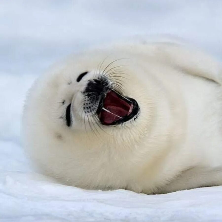 Международный день защиты бельков. Белек гренландского тюленя. Белек нерпы. Гренландский тюлень (Лысун). Белёк детеныш нерпы.