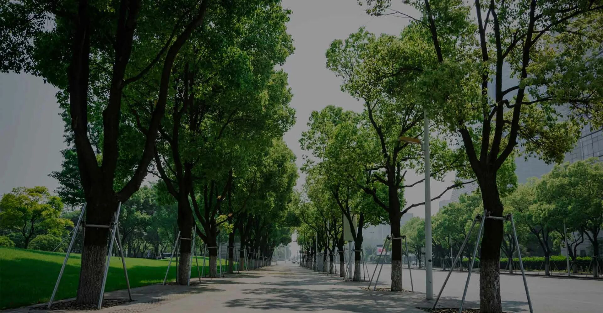 Street trees. Городские деревья. Деревья для озеленения города. Улица с деревьями. Красивые городские деревья.