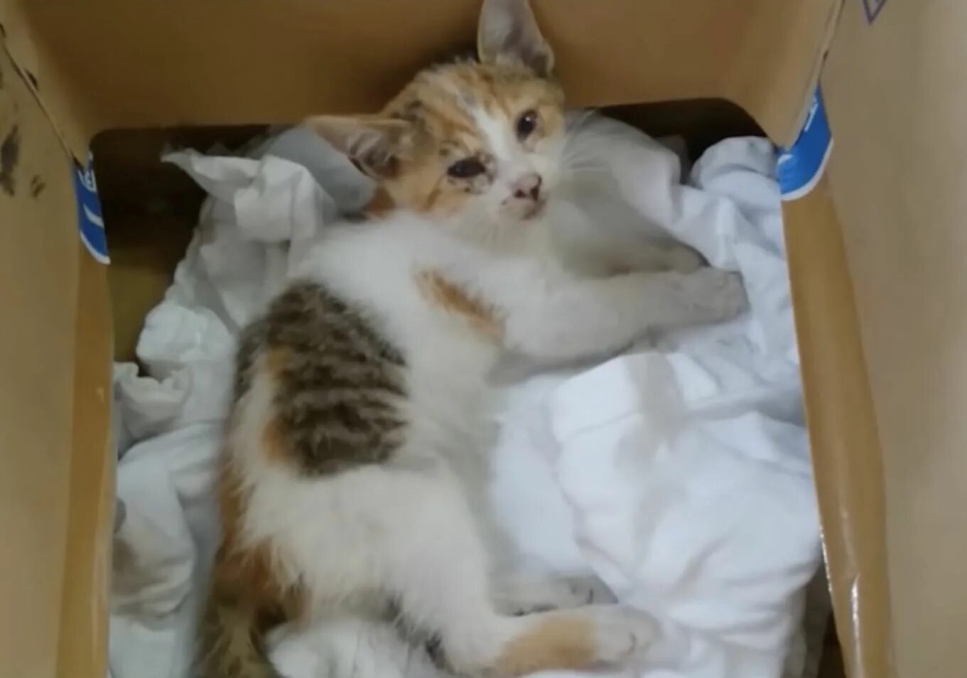 Тема скинул котенка с 4 этажа. Котенок лезет в коробку. Исхудавшая кошка. Кошка скинула котят. Зумеры сбросили котенка извинения.