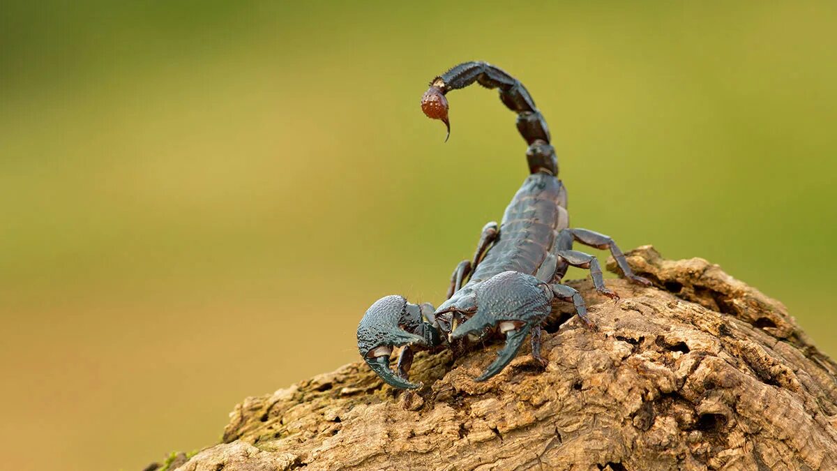 Animals scorpions. Тропический Императорский Скорпион. Голубой Императорский Скорпион. Членистоногие Скорпион. Самый большой Скорпион.