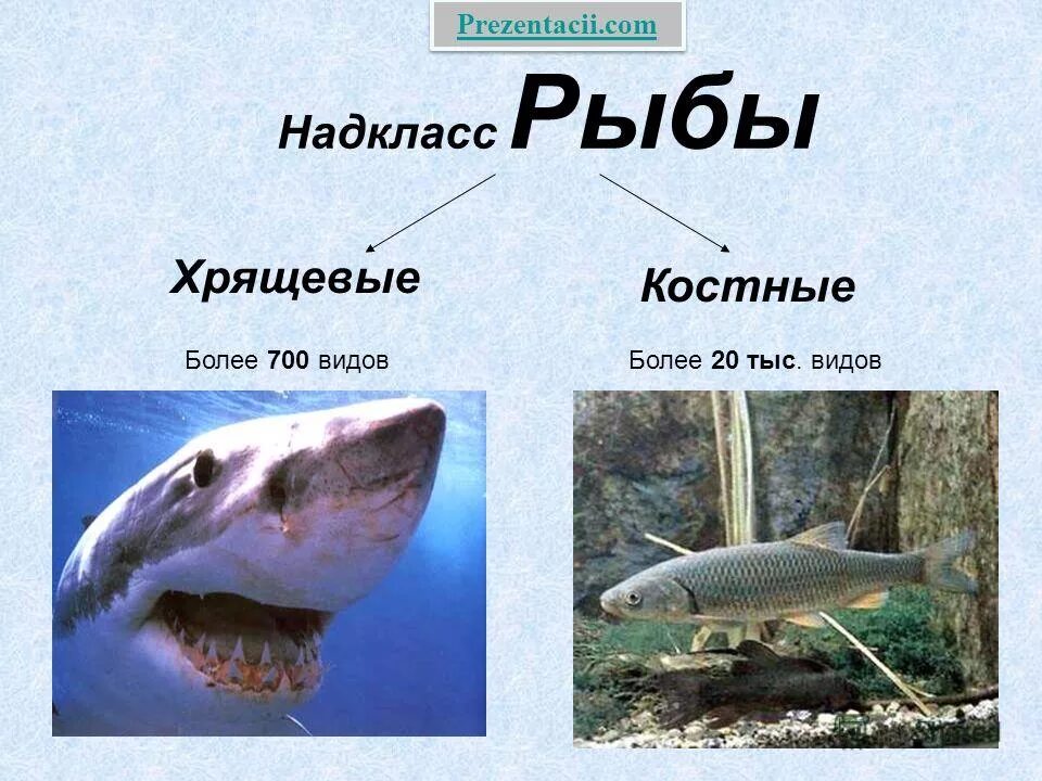 Признаки различия хрящевых и костных рыб. Сравнительная таблица костных и хрящевых рыб 7 класс. Какой признак отличает костных рыб от хрящевых. Какой признак отличает костных рыб от хрящевых. Какой признак отличает костных рыб от хрящевых.