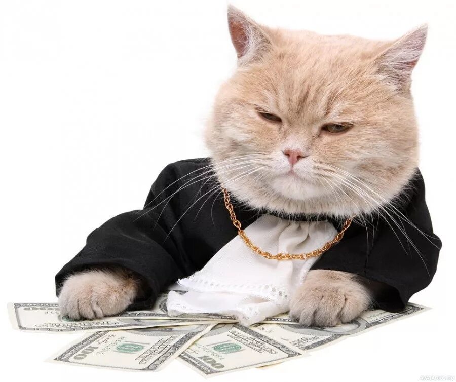 Вип кот. Вип кот