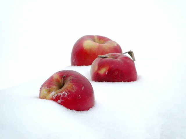 Ремикс яблоня. Яблоки на снегу. Красное яблоко на белом снегу. Яблоки зимние красные. Фотосессия с яблоками на снегу.