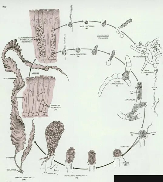 Схема ламинарии. Цикл развития ламинарии. Цикл развития бурых водорослей. Жизненный цикл ламинарии схема. Жизненный цикл ламинарии японской.