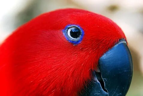 Red but