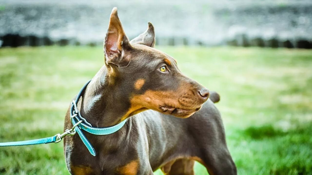 Доберман не купированный черный. Доберман пинчер злой. Доберман-пинчер коллекта. Аполло доберман. Тигровый доберман.