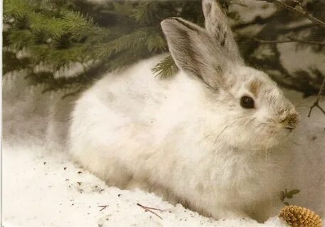 PippiLottaPirat: Bunny on snow postcard from Belarus.