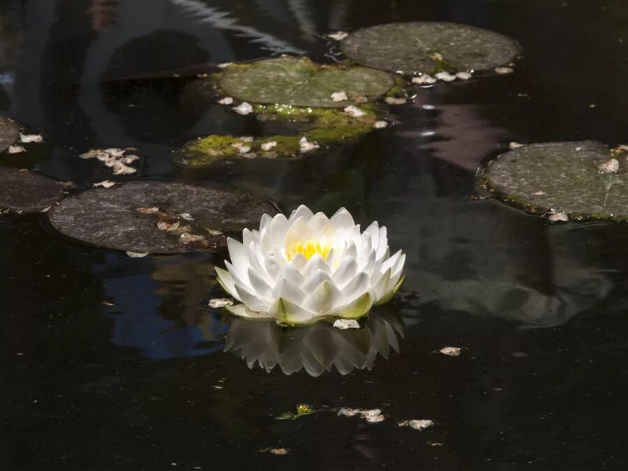 Кувшинка белая закрытая. Кувшинка зеленая. Нимфея джек браун. Черные кувшинки слушать. Нимфея прудовая.