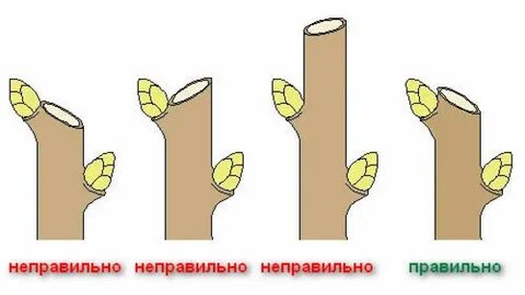 Правильная обрезка веток