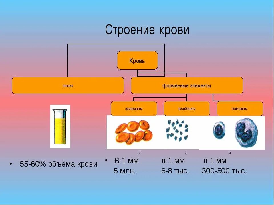 Содержит плазму и форменные элементы. Строение крови. форменные элементы крови. плазма и форменные элементы. строение плазмы крови.