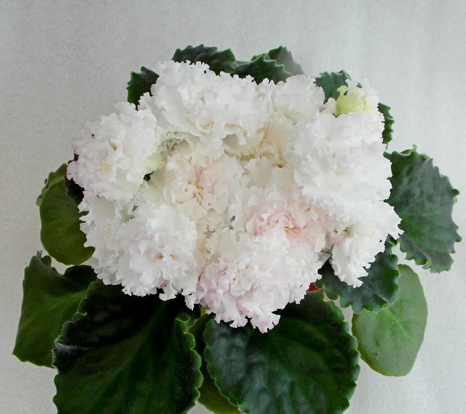 фиалка сорт зефир. фиалка яблоневый зефир. фиалка зефир морева. фиалка зефир описание. фиалка розовый зефир.