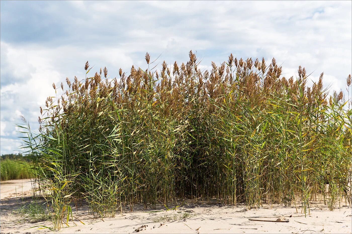 Тростник южный. Тростник Южный phragmites Australis. Тростник обыкновенный (phragmites communis. Тростник Южный (phragmítes Austrális). Тростник обыкновенный phragmites Australis.