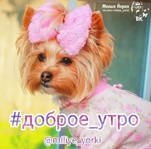 Доброе утро йорк