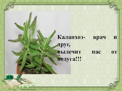 Каланхоэ цветок польза для здоровья человека