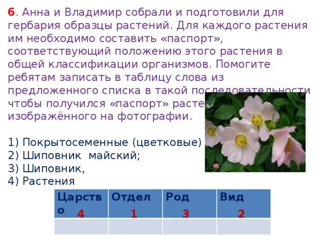 Впр по биологии 7 класс 2024г растения. Образцы растений.