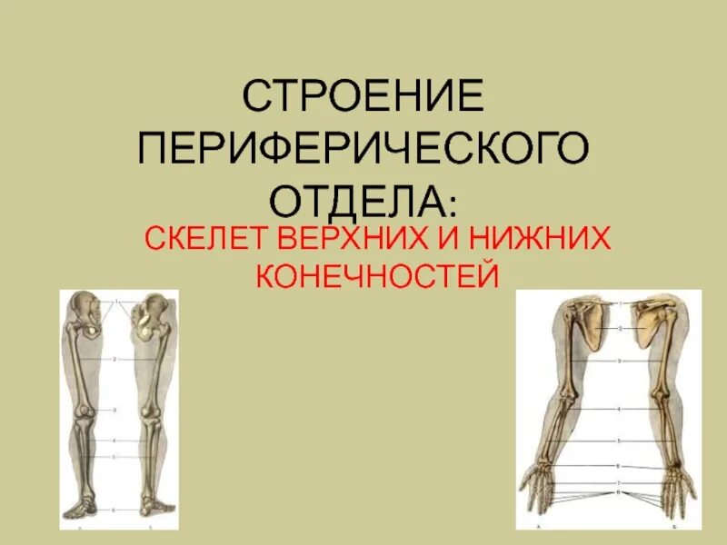 Верхние и нижние конечности презентация. Отделы скелета нижней конечности человека. 22. Отделы скелета нижней конечности анатомия. Кости нижней конечности строение.