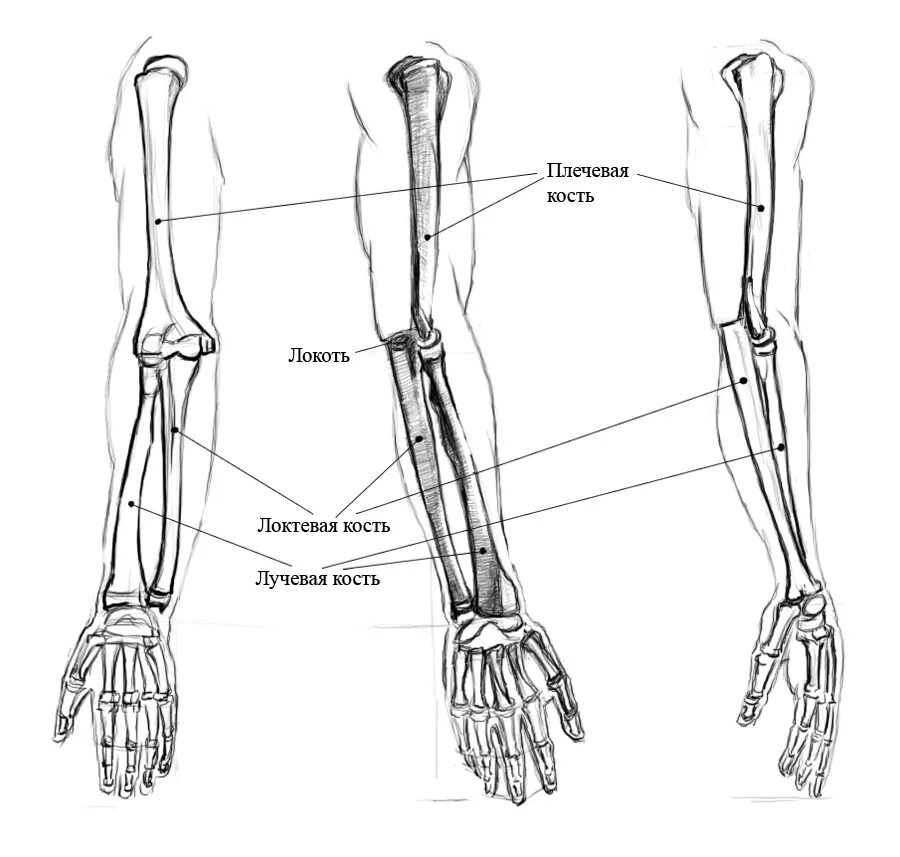 Строение руки рисунок. Лучевая и локтевая кость. Плечевая лучевая локтевая кость. Лучевая кость на руке у человека анатомия. Лучевая и локтевая кость анатомия рука.