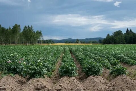 Пол картофельного поля