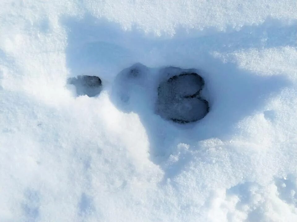 Следы копытных животных на снегу. Следы лесных животных. След лося завел меня. Следы животных зимой на снегу. Свежесть следа