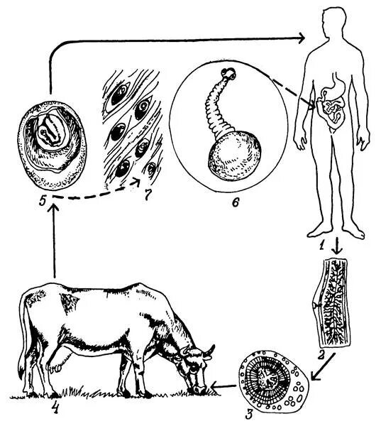 Какая стадия свиного цепня разовьется в человеке. Бычий цепень цикл развития. Бычий цепень жизненный цикл схема. Бычий цепень жизненный цикл. Цикл бычьего цепня схема.