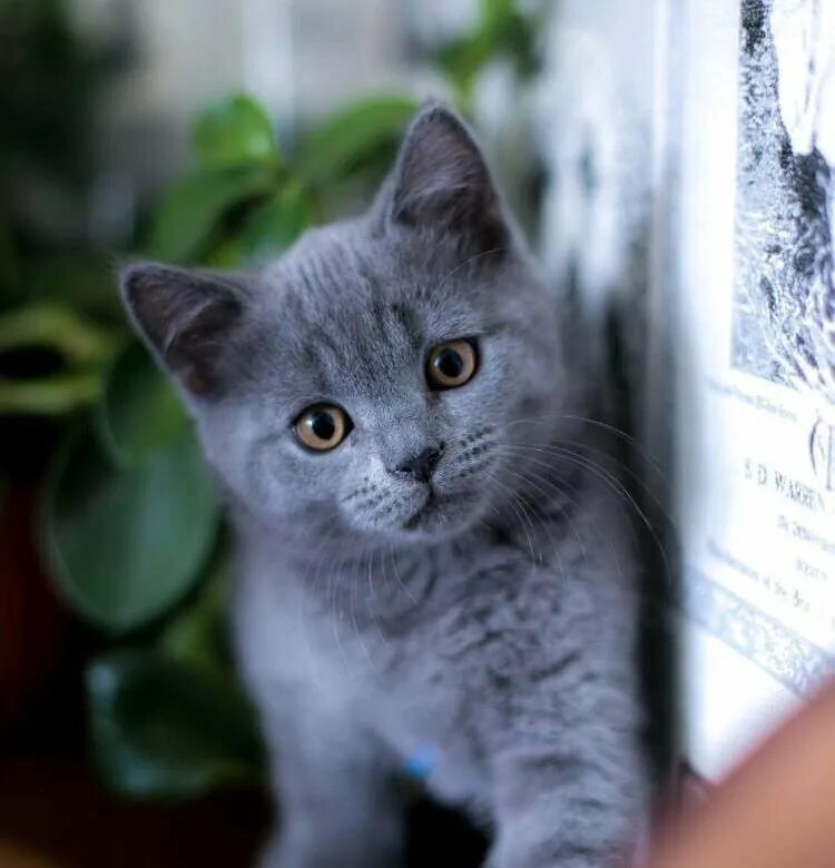 Манчкин серый котенок. Красивые серые котята. Настоящий котёнок серый. Кошка серая. Шотландская серая прямоухая голубоглазая.