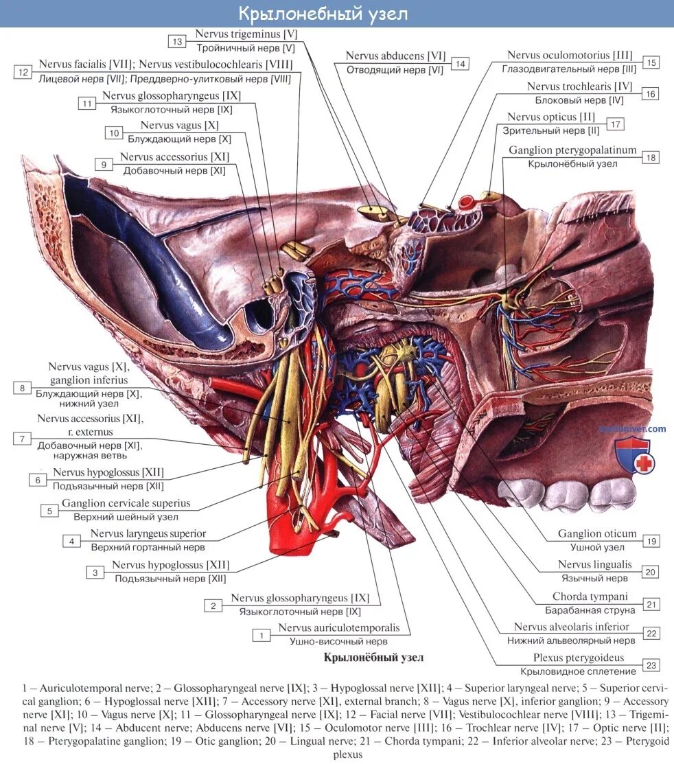 Промежуточный черепной нерв. Крылонебный узел нерв. Крылонебный узел тройничного нерва. Крылонебный ганглий нерв. Анатомия тройничного нерва его ветви топография области.