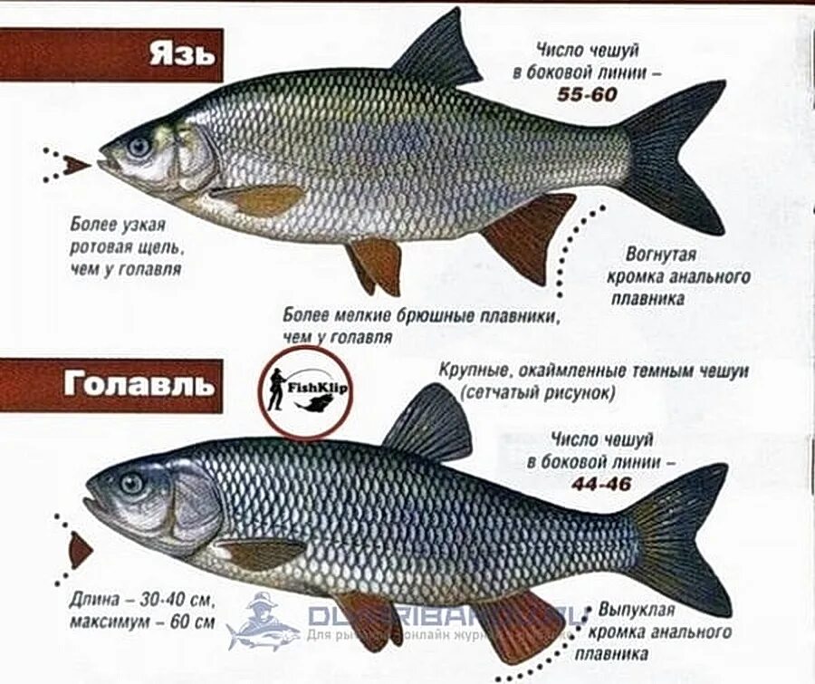 Какая рыба как выглядит