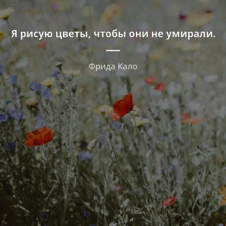 Высказывания про цвета. Цитаты про цветы. афоризмы о цветах. красивые высказывания о цветах. высказывания про цветы.