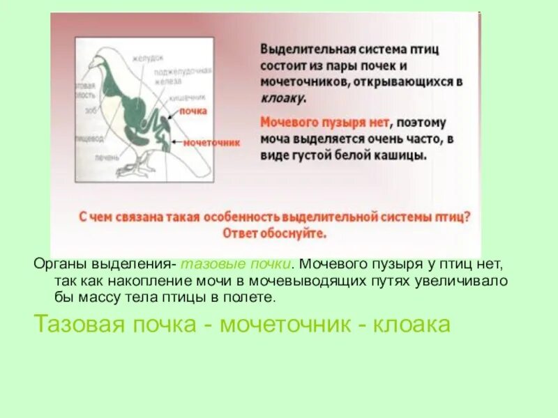 Выделительная система птиц. Мочевой пузырь у птиц. У птиц отсутствует мочевой пузырь. Выделительные органы у птиц.