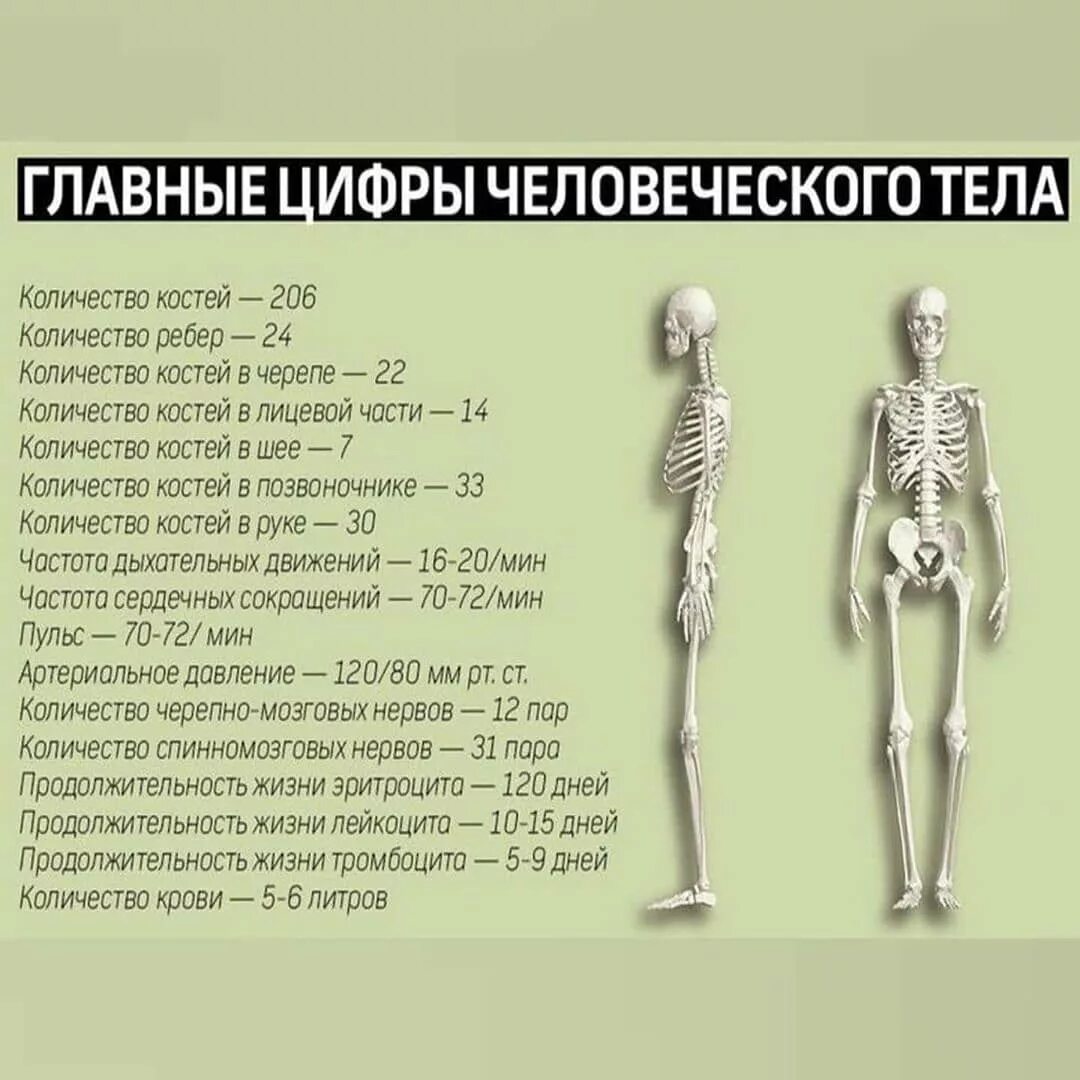 Сколько всего костей у чело. Сколько костей в скелете человека. Сколькокосетй в человеке. Котчкство костей у человека. Тело насколько