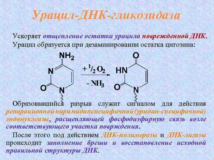 Состав днк входит урацил