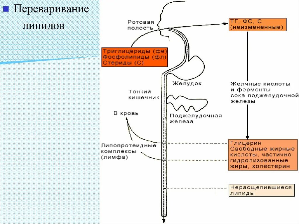 Переваривание белков в ротовой полости. Переваривания липидов в желудочно-кишечном тракте схема. Схема переваривания и всасывания липидов в ЖКТ. Переваривание липидов биохимия схема. Схема переваривания липидов в ЖКТ.