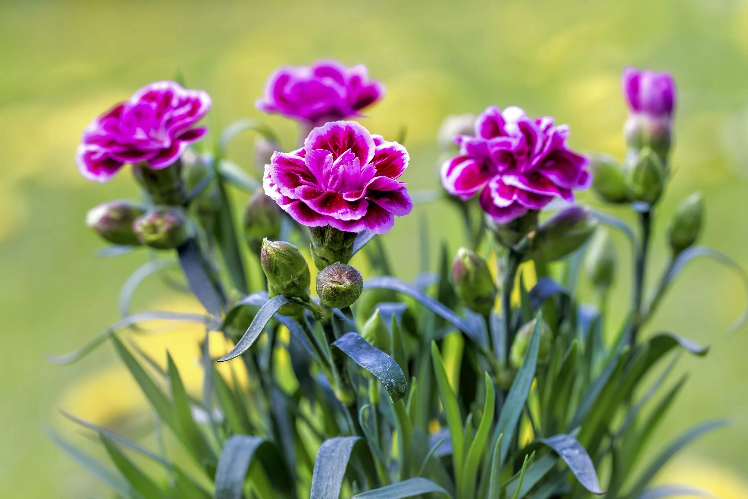 У дикой гвоздики 5 лепестков. Dianthus caryophyllus. Гвоздика Тиклед Пинк. Гвоздика сосноволистная. Гвоздика димфрастеус.