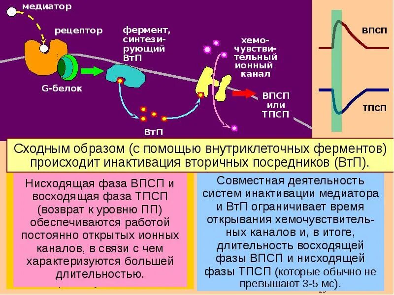 Синтез медиатора осуществляется. Медиаторы их взаимодействие с рецепторами. синтез и секреция медиаторов. взаимодействие медиатора с рецепторами. синтез секреция медиатора взаимодействие с рецепторами.