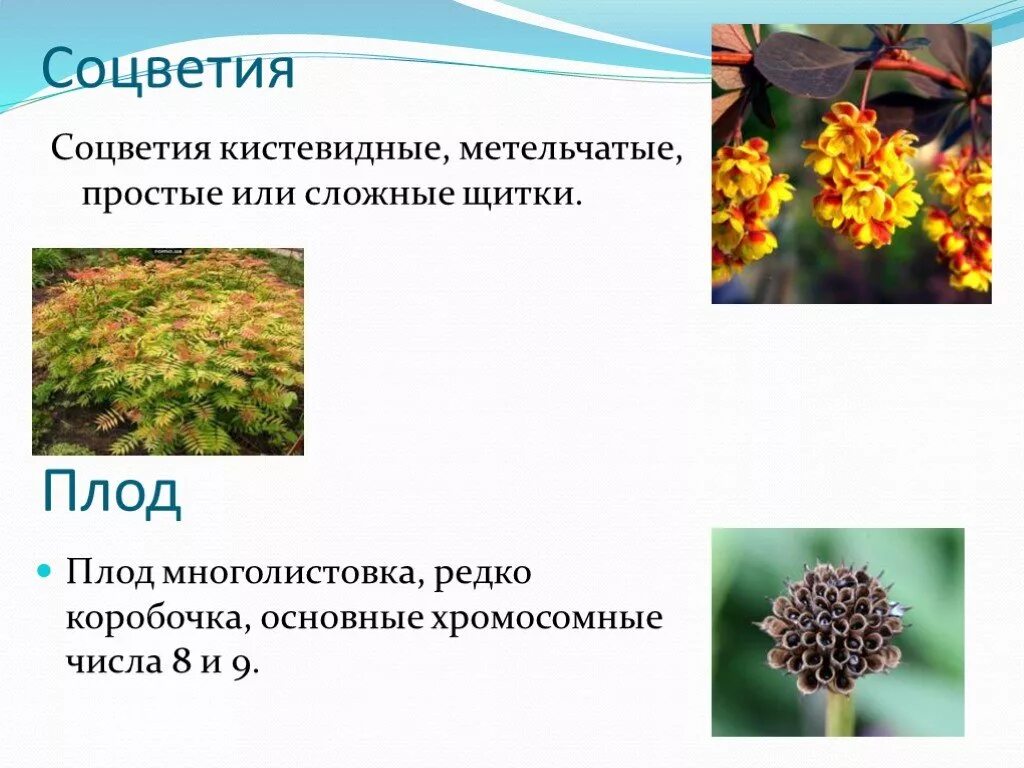 Полевые цветы смолевка обыкновенная. Семейство: лилейные (liliaceae). Семейство пасленовые соцветие. Соцветия коробочки. Ладанниковые семейство.