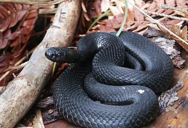 Какие змеи черные. Гадюка Лесная черная. Гадюка Никольского (Vipera nikolskii). Гадюка в Липецкой. Гадюка обыкновенная в Липецкой области.