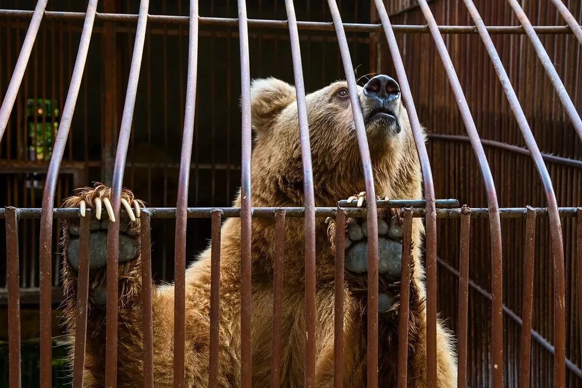 Японский бурый медведь. Вольер медведя в зоопарке. Вольер гималайского медведя новосибирск зоопарк. Медведь в хоккайдо. Минский зоопарк минск.
