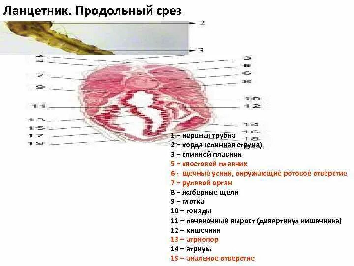 Строение ланцетника срез. Поперечный срез ланцетника. Поперечный срез ланцетника в области жаберного отдела. Поперечный срез ланцетника в области кишечника.