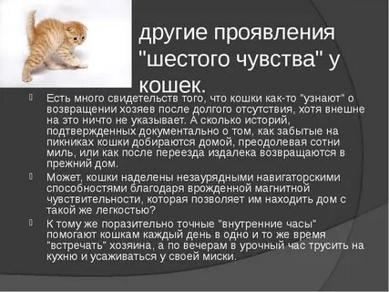 Что чувствуют коты