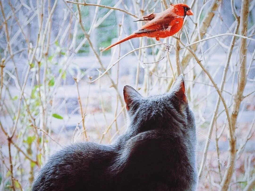 Кот и птичка. Кот охотится за птичкой. Птички для кошек. Котенок и птичка.