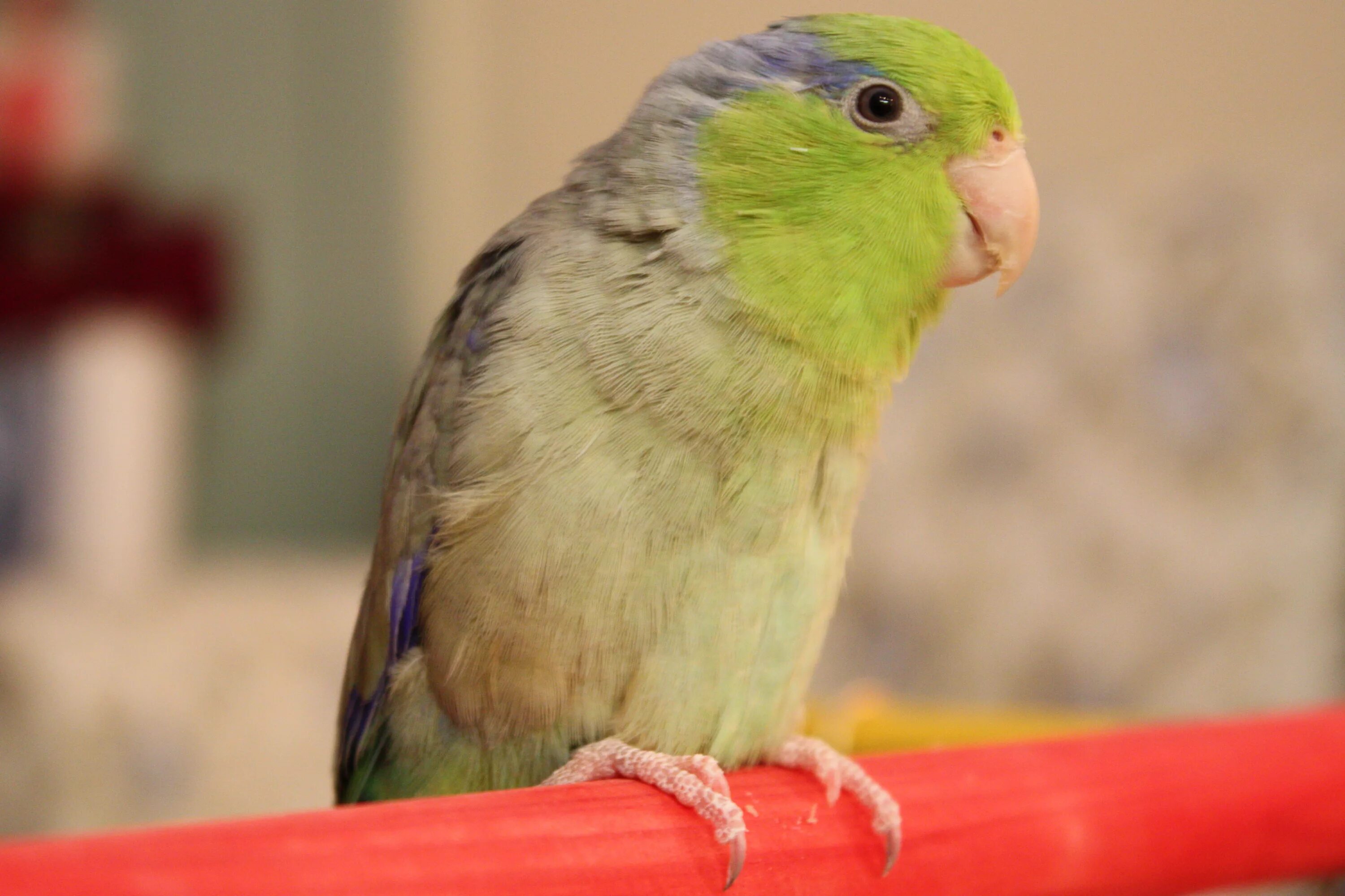 Вид попугаев 6. Parrotlet.