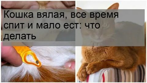 Кот вялый не ест только пьет