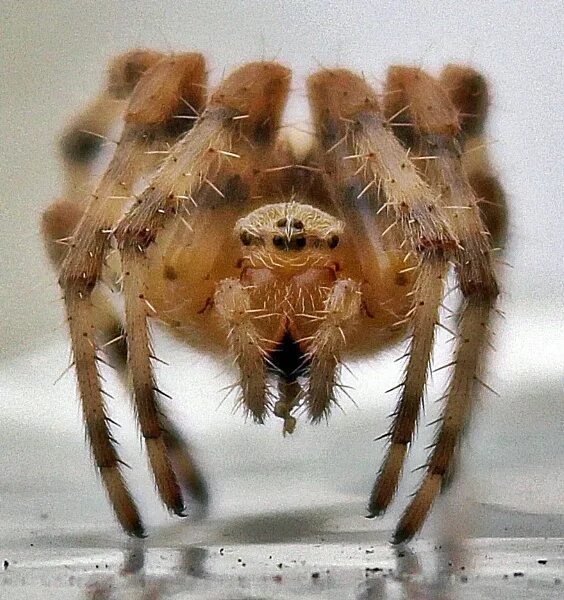 spider Spider, Spiders scary, World of warcraft