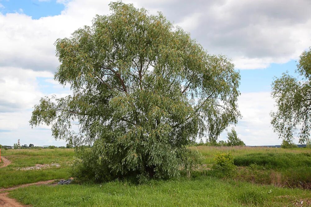 Ива белая Плантариум. Salix Alba. Ива белая серебристая Salix Alba. Столетняя ветла.