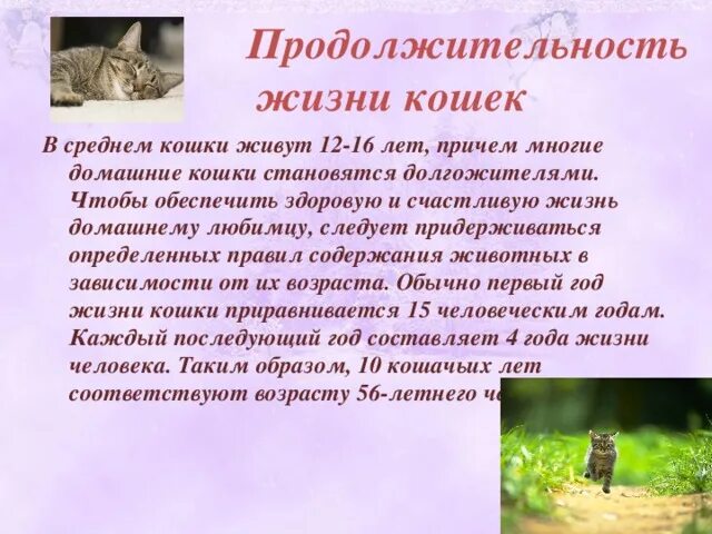 Сколько живут домашние стерилизованные кошки. Продолжительной жизни кошки. Средняя продолдительнрсть Дизни конек. Средняя Продолжительность жизни кошек. Продолжиьельносььжизни котов.