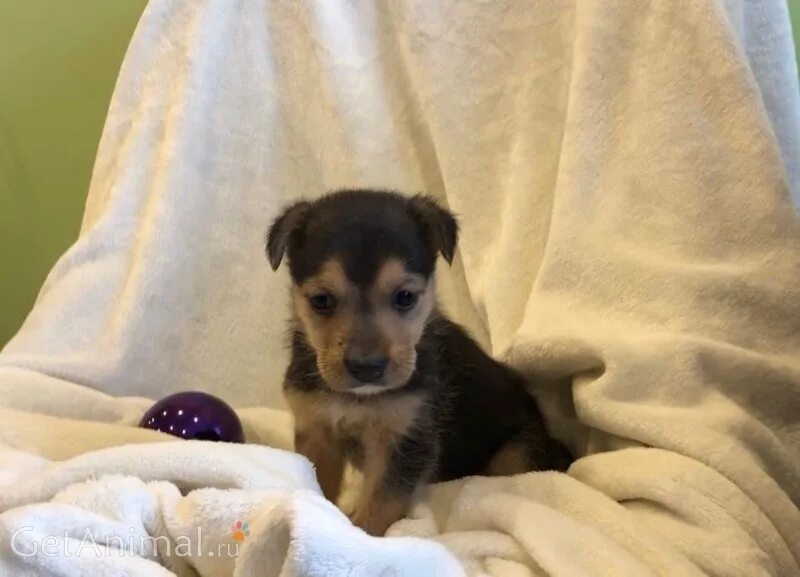 как встретить в новом доме щенка. фразеологизм за обе щеки. собака из приюта в тобольске. уплетая за обе щеки это фразеологизм. собака свернулась.