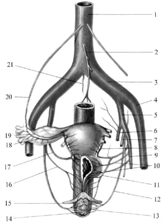 артерии малого таза схема. яичниковая артерия вена анатомия. кровоснабжение органов таза. наружные половые органы кровоснабжение и иннервация. кровоснабжение и иннервация шейки матки.