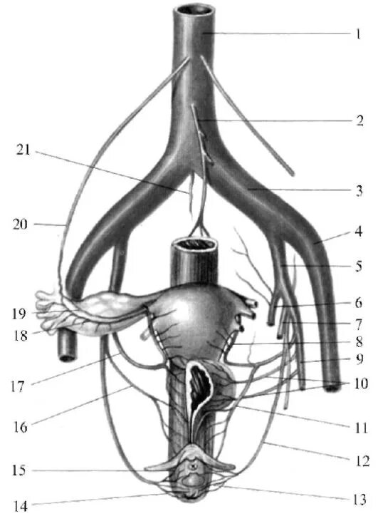 Топографическая анатомия маточной артерии. Топографическая анатомия женских пол органов. Маточные артерии анатомия и топография. 1 женская половая система